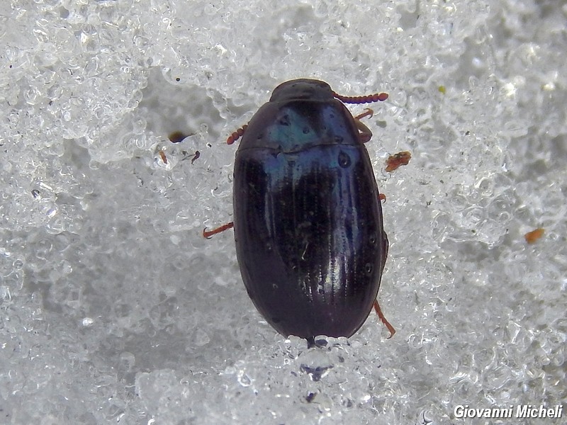 Serie di Tenebrionidae del Parco del Ticino